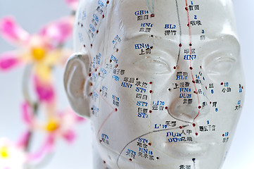 Image showing Acupuncture head model