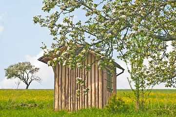 Image showing apple tree blooming