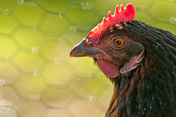 Image showing chicken head