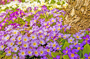 Image showing primroses in a garden 