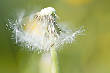 Image showing dandelion macro