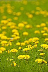 Image showing dandelion