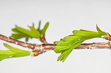 Image showing seqoia tree