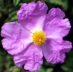 Image showing Beauty in pink and yellow