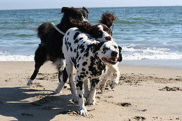 Image showing 3 dogs running on the beach