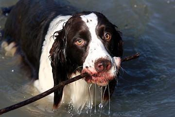Image showing Dog with a stick in water
