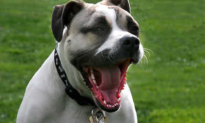 Image showing A dog with a big mouth