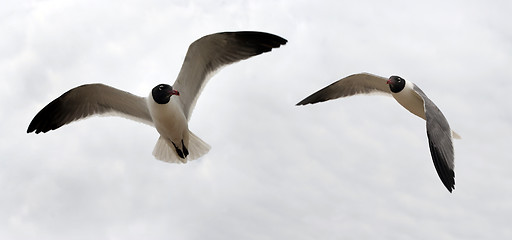 Image showing Bird couple in the sky