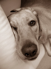 Image showing Sleepy dog