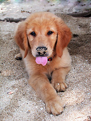 Image showing Cute puppy