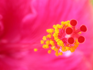 Image showing Pink flower