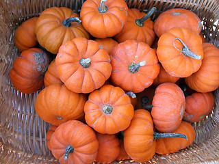 Image showing Pumpkins