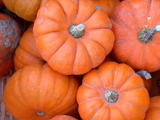 Image showing Pumpkins