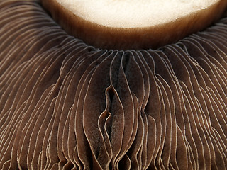 Image showing Mushroom