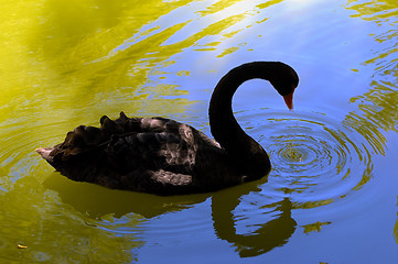 Image showing black swan