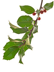 Image showing Holly