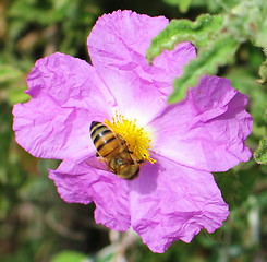 Image showing The bee and the flower