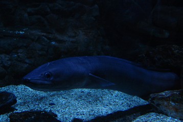 Image showing eel