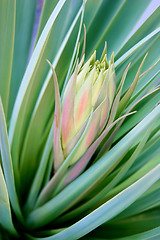 Image showing blooming succulent