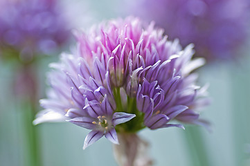 Image showing chive blooming