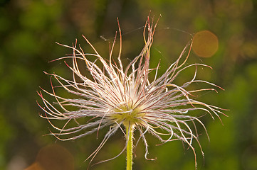 Image showing pasqueflower