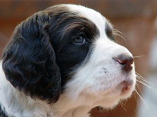 Image showing Spaniel puppy