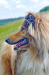 Image showing collie 