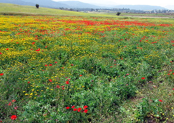 Image showing Flower fields. Cyprus