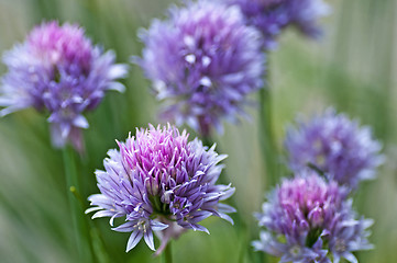 Image showing chive blooming