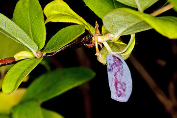 Image showing honeysuckle