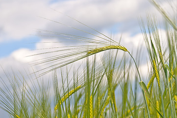 Image showing barley