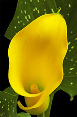 Image showing calla