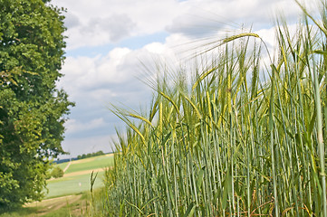 Image showing barley