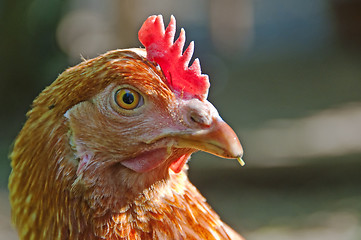 Image showing chicken head