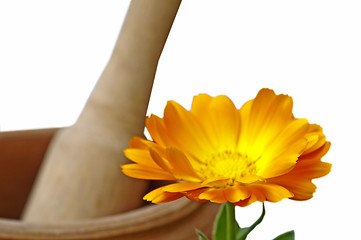 Image showing marigold flower 