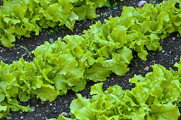 Image showing salad cultivation