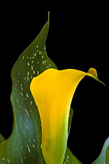 Image showing calla