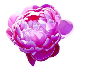 Image showing peony