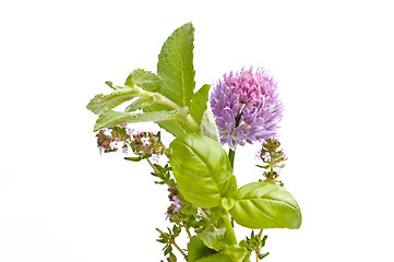 Image showing herbs