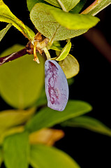 Image showing honeysuckle