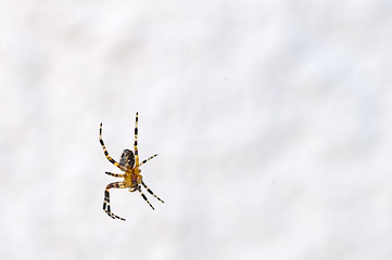 Image showing spider