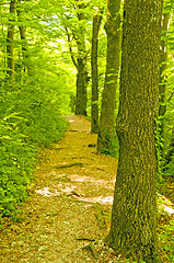 Image showing Forest in spring