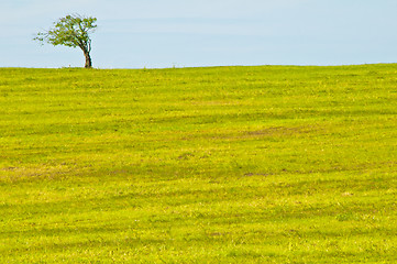 Image showing  tree with blue sky and brown land