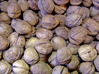 Image showing Walnuts in a nut shell