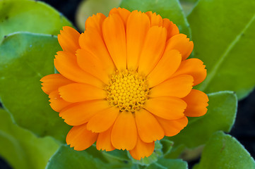 Image showing calendula engl