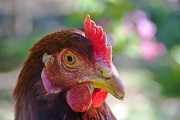 Image showing chicken 