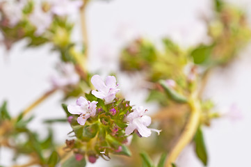 Image showing thyme