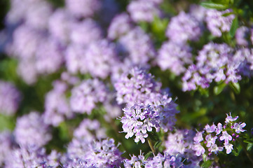 Image showing thyme