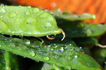 Image showing Wet sweet peas