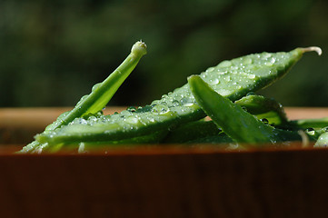 Image showing Wet sweet peas